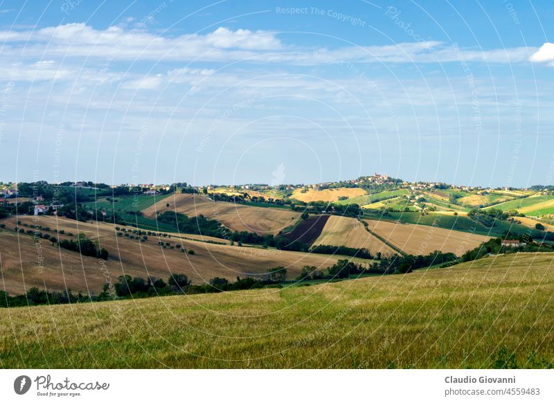 Ländliche Landschaft bei Ostra Vetere und Cingoli, Marken, Italien ancona Europa Marche Farbe Tag Feld grün Hügel Natur im Freien Fotografie Pflanze ländlich
