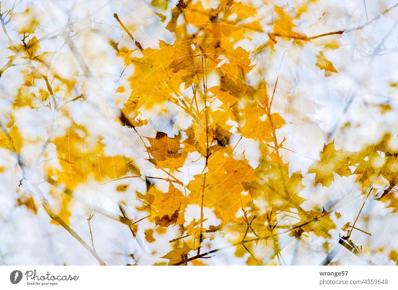 Herbstzauber gelber Blätter an Laubbäumen gelbe Blätter herbstlich Laubwerk Herbstlaub Herbstfärbung Herbststimmung Natur Jahreszeiten Herbstfarben Herbstbeginn