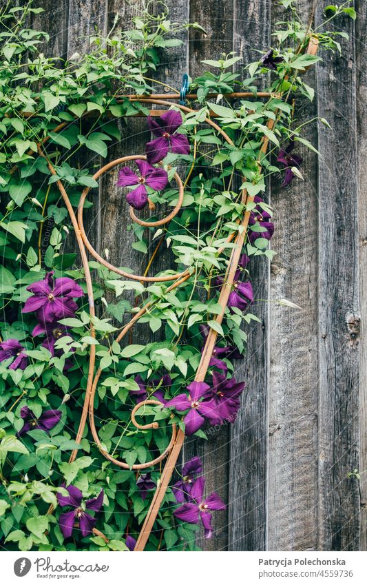 Lila Blumen wachsen an einer Holzwand geblümt purpur Wand hölzern