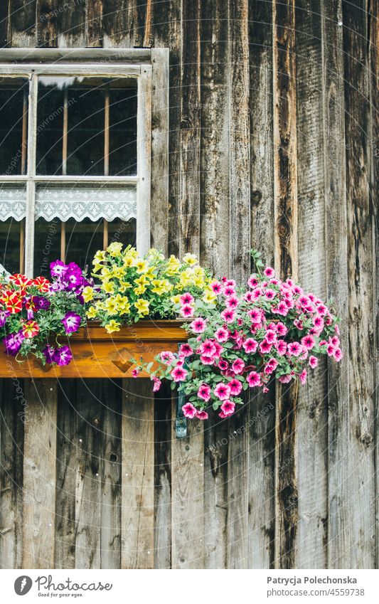 Blumen wachsen auf der Fensterbank eines Holzhauses Fenstersims hölzern Haus Kabine Sommer idyllisch