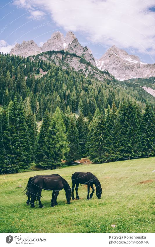 Schwarze Friesenpferde auf einer Almwiese in den Alpen im Sommer friesisch Pferd Pferde schwarze Pferde Weide Wiese Berge Österreich