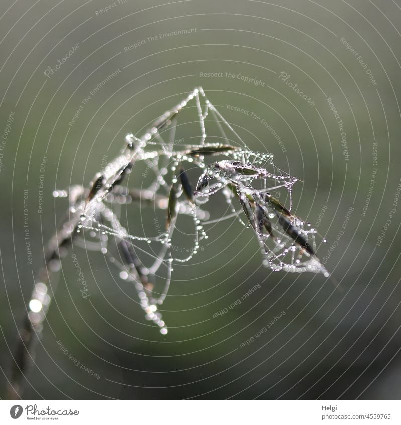 Spinnerei - Spinngewebe mit Tautropfen an einem verblühten Grashalm Spinnennetz Tropfen Morgen Nebel nass Wassertropfen Natur Außenaufnahme Nahaufnahme Netz