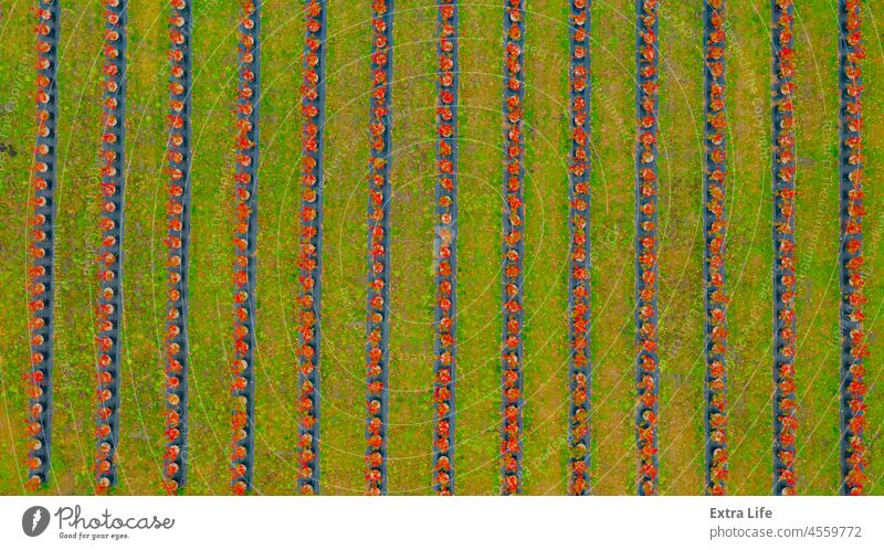 Luftaufnahme über einen Bauernhof, Blaubeerplantage oben Antenne landwirtschaftlich Ackerbau anbaufähig Herbst Blaubeeren Buchse Land Landschaft kultiviert