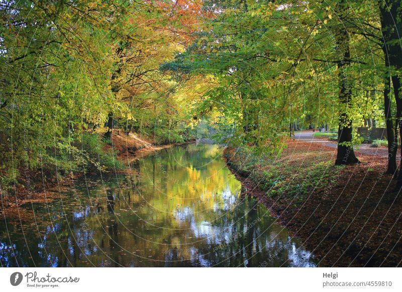 Herbstleuchten - herbstlich gefärbte Buchen am Fluss mit farbenfroher Spiegelung Herbstfärbung Laubfärbung Herbststimmung Baum Flussufer Weg Sonnenlicht Licht