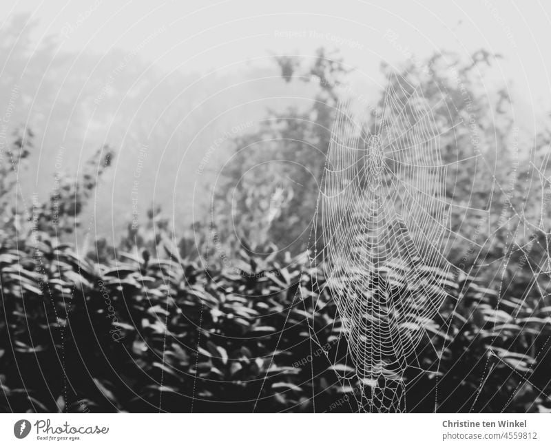 Ein großes Spinnennetz mit Tautropfen an einem nebeligen Morgen. Im Hintergrund sind Rhododendron, Sträucher und Bäume zu sehen Herbst Nebel nass