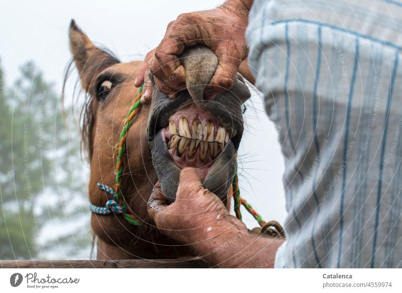 Ein nicht zimperlicher Blick auf die Zähne eines wilden Wildpferdes Pferd Maul Pferdemaul ängstlich wiederstrebend Schulter Arm Hände männlich Kraft kraftvoll