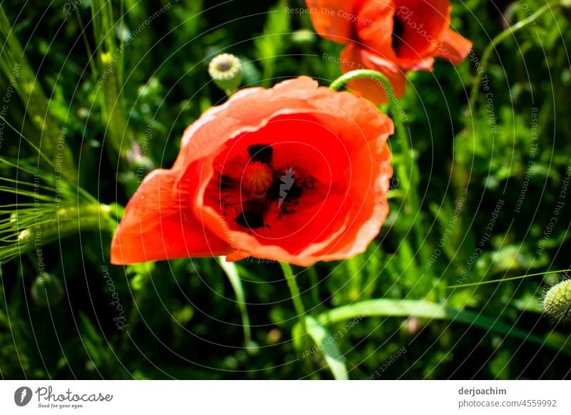 Meine Lieblingsblume ist die Mohn - tags Blume. Ganz verführerisch und zauberhaft  in zartem Rot, inmitten von grünen Gräsern umrandet. Mohnblüte Pflanze rot