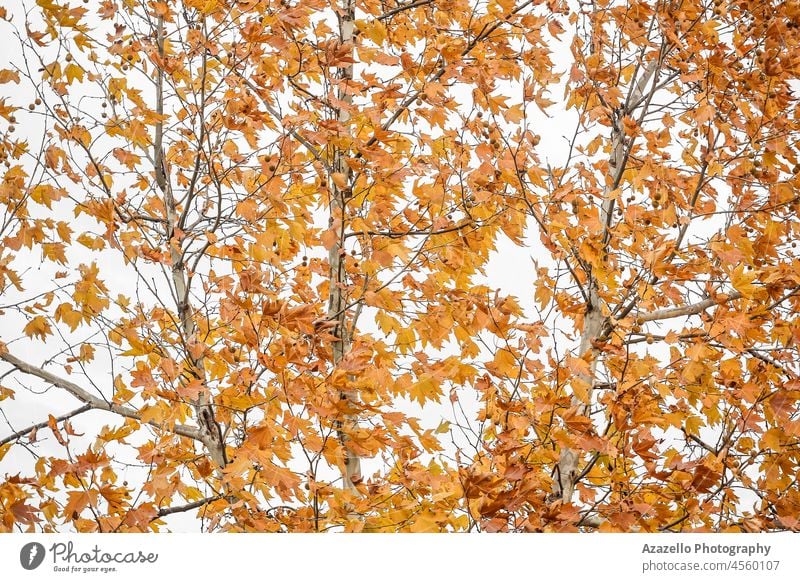 Schöner Baum im Herbst. Herbstblätter im Hintergrund. Farben Muster gold Szene Garten November grün Bokeh im Freien Glanz Tapete Tag Ahorn Blatt Schönheit