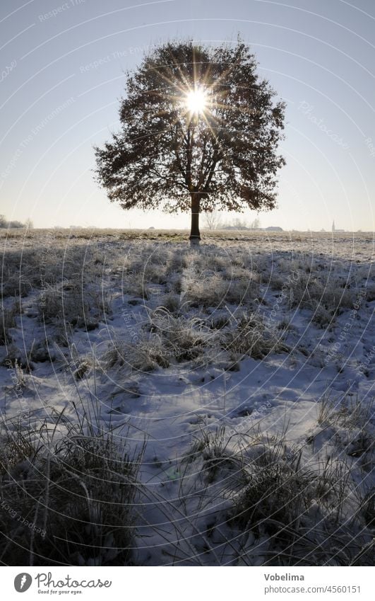 Baum im Winter; Gegenlicht baum eiche gegenlicht winter sonne wintersonne kalt kaelte feld wiese reif raureif schnee sonnenstrahl sonnenstrahlen roedermark