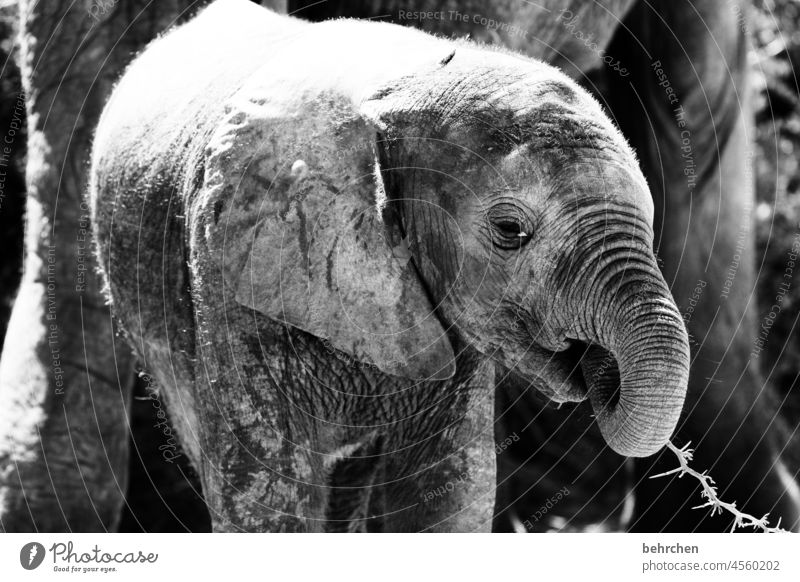 klein sein niedlich Sonnenlicht Nahaufnahme Außenaufnahme Tierporträt Menschenleer beeindruckend Rüssel gefährlich Südafrika Tierfamilie Herde Tierjunges
