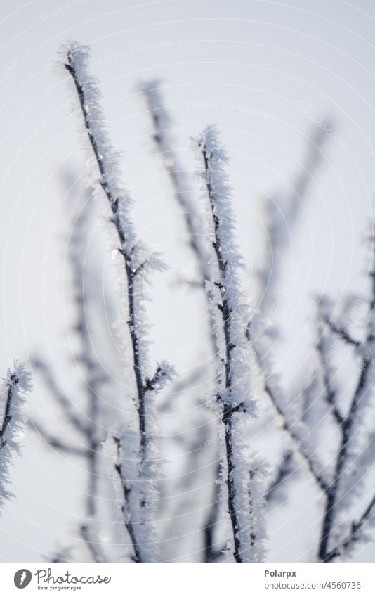 Frost auf kalten Zweigen in der Winterzeit Garten organisch abstrakt gefroren Eisschmelze saisonbedingt bedeckt Meteorologie Temperatur Frostbeulen
