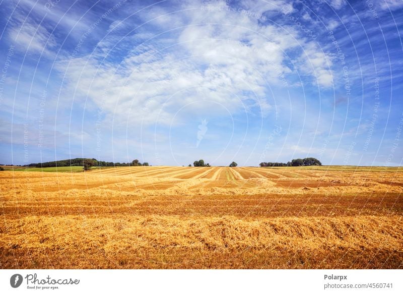 Goldenes Feld unter blauem Himmel im Sommer wachsen kultiviert Brot Gerste im Freien landwirtschaftlich Ernten Hintergrund Sonnenaufgang Horizont Sonnenlicht