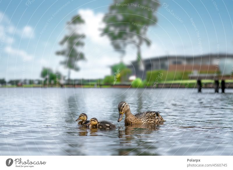 Ente mit kleinen Entenküken auf einem See Zusammensein neugeboren Küken Pflege Eltern Schwimmsport Wasservögel Tiere Nahaufnahme außerhalb