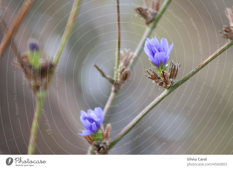 Blühende Zichorie in Nahaufnahme mit unscharfem Hintergrund Pflanze Sommer Natur Blume Chicorée natürlich blau Kopf Blütezeit Blütenkopf bläulich Garten