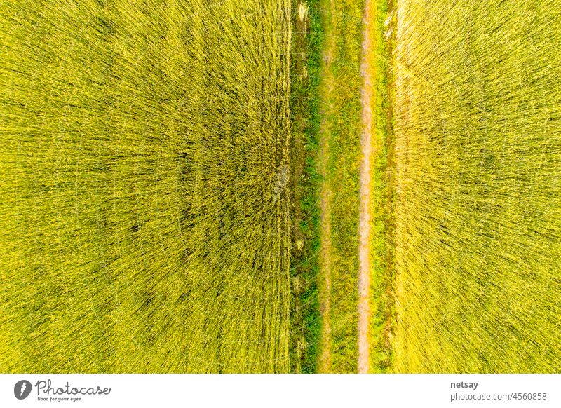 Aerial Top View Foto von fliegenden Drohne eines Landes mit gesät grünen Feldern in der Landschaft im Frühjahr Tag. Land mit gewachsenen Pflanzen von Paddy