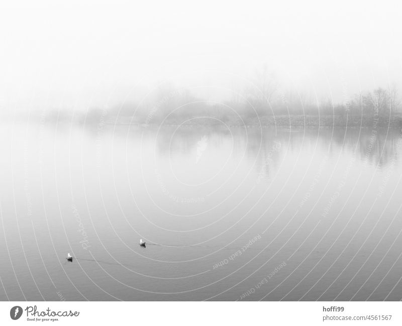 zwei Möwen schwimmen bei Nebel an einem stillen Morgen auf der wellenlosen, ruhigen Weser Weserwehr Möwenvögel Ruhe ruhiges Wasser See Seeufer Winter