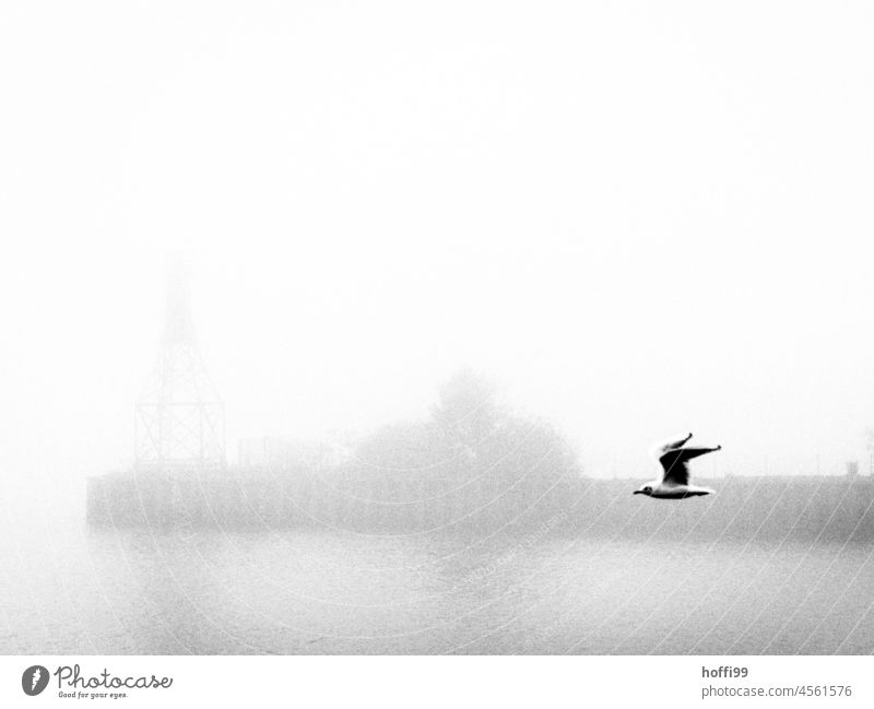 Möwe vor Nebelwand im Hafen Kai Hafenanlage Vogel Möwenvögel Tier Wasser nass kalt Nebelstimmung Minimalismus minimalistisch Nebelschleier Möwenfliegen