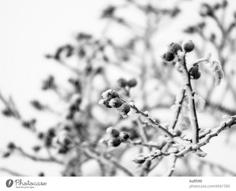 klirrende Kälte an Hagebutten Schneekristall Zweig frieren Eiskristall Winter Raureif Frost kalt weiß Pflanze eis und schnee Blatt Ast gefroren Natur zugefroren