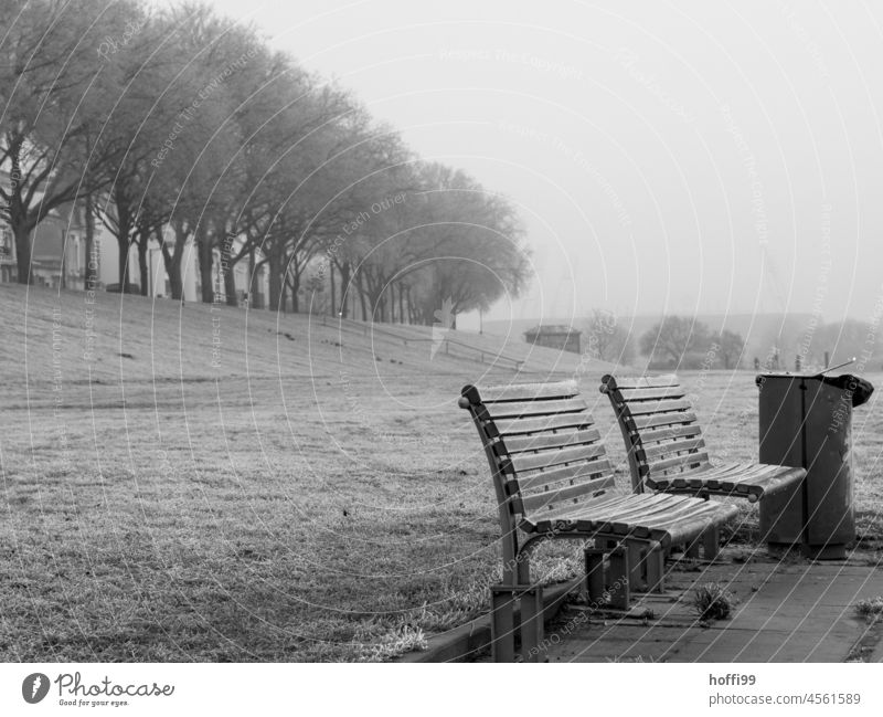 Bänke am Deich bei Nebel Winter frostig Raureif Frost Sitzbank Bank Deichkrone kalt nass frisch Einsamkeit abfallbehälter Mülleimer Baum Nebelwand Nebelfeld