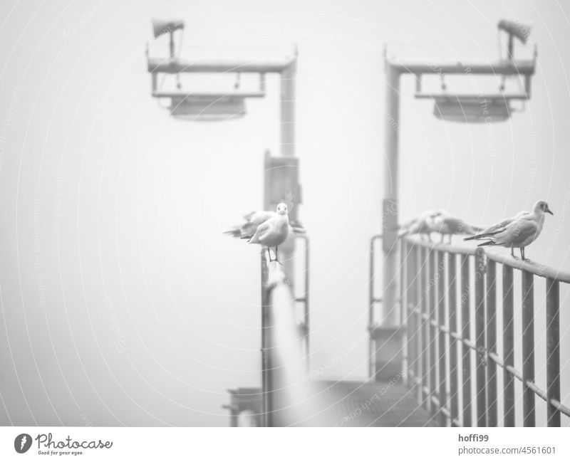 Möwe vor einer Nebelwand im Hafen Kai Hafenanlage Vogel Möwenvögel Tier Wasser nass kalt Nebelstimmung Minimalismus minimalistisch Nebelschleier Möwenfliegen