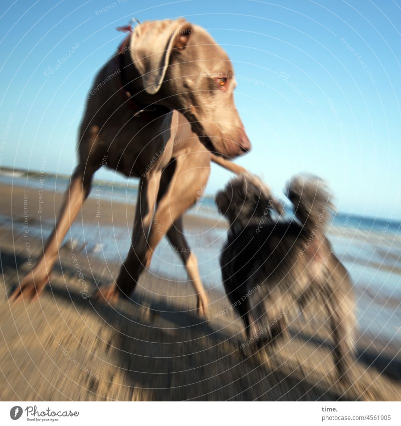 Der Duft der anderen • Zwei adrenalisierte Hunde toben an einem besonnten Ostseestrand mit schiefem Horizont Neugier bewegung sonnig Trigger schnüffeln