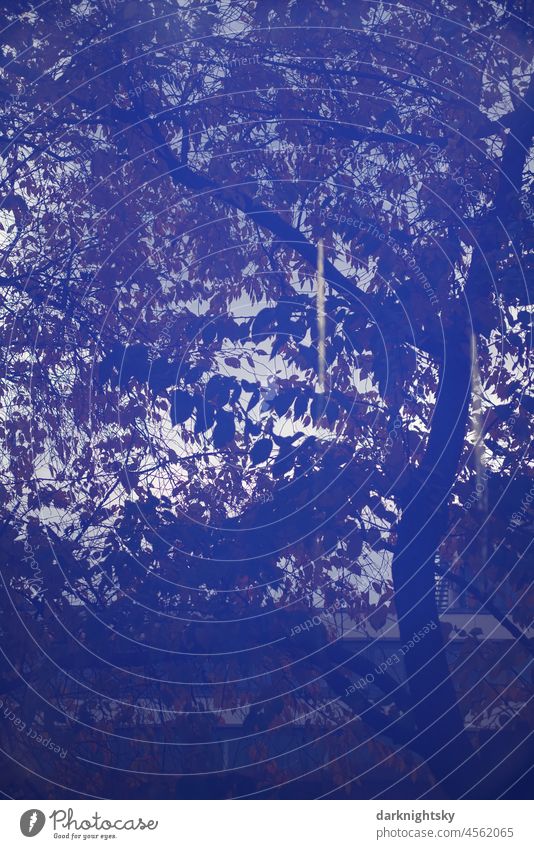 Spiegelung eines Baumes in einer blauen Scheibe aus Glas, Elemente der Stadt aus Natur und Architektur Fassade urban rural Stadtbaum Blätter Licht Stunde