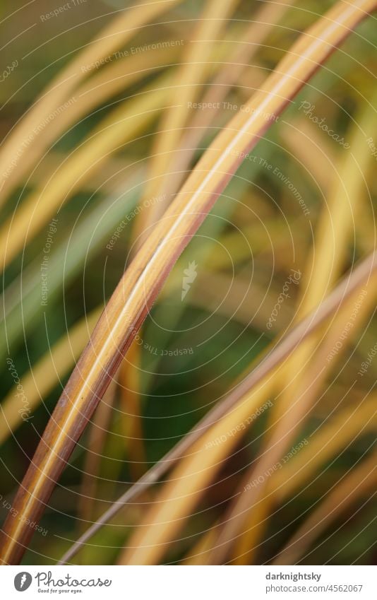Trocknende Gräser in Nahaufnahme als Beispiel der Schönheit der Natur in ihren Farben und Formen Umwelt Gras Landschaft Pflanze Außenaufnahme Schönes Wetter