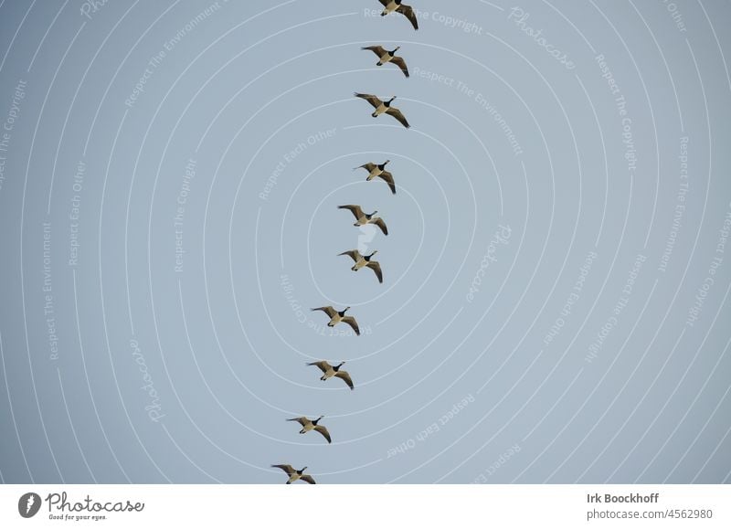 Formationsflug von Nonnengänsen am Himmel Flügel natürlich Bewegung Wolken Zugvogel Außenaufnahme symmetrisch Dreieck Natur fliegen Wildtier Vogelzug Gänse
