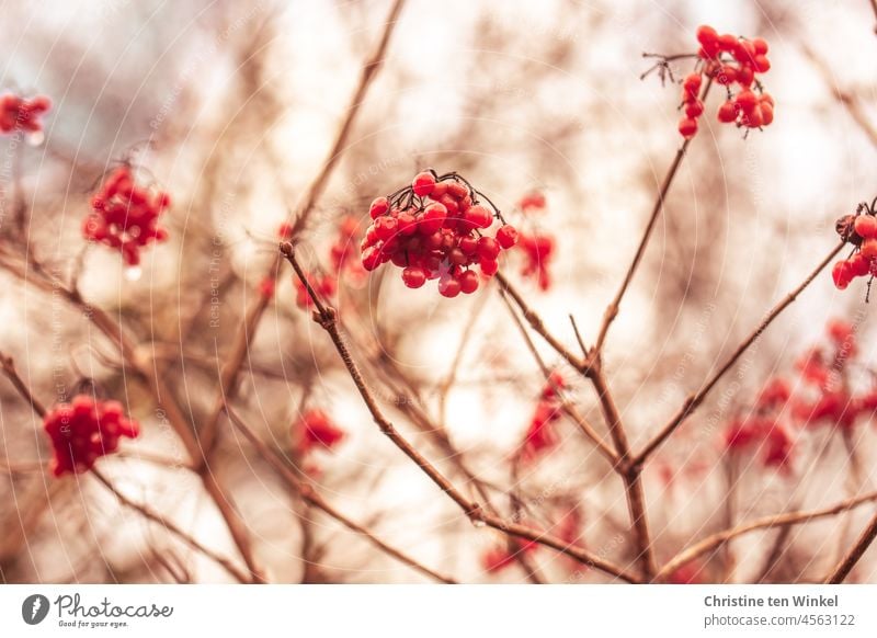 Die roten Beeren des Sommer-Schneeballs hängen noch an den kahlen Zweigen Sommerschneeball Frucht Natur Viburnum Schneeball Strauch Herbst Pflanze