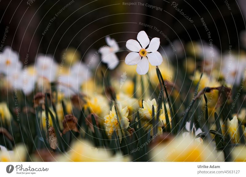 Warten auf den Frühling | Narzissen (Narcissus) im Feld Schwache Tiefenschärfe Nahaufnahme Außenaufnahme Frühlingsgefühle Lebensfreude Fröhlichkeit weiß gelb