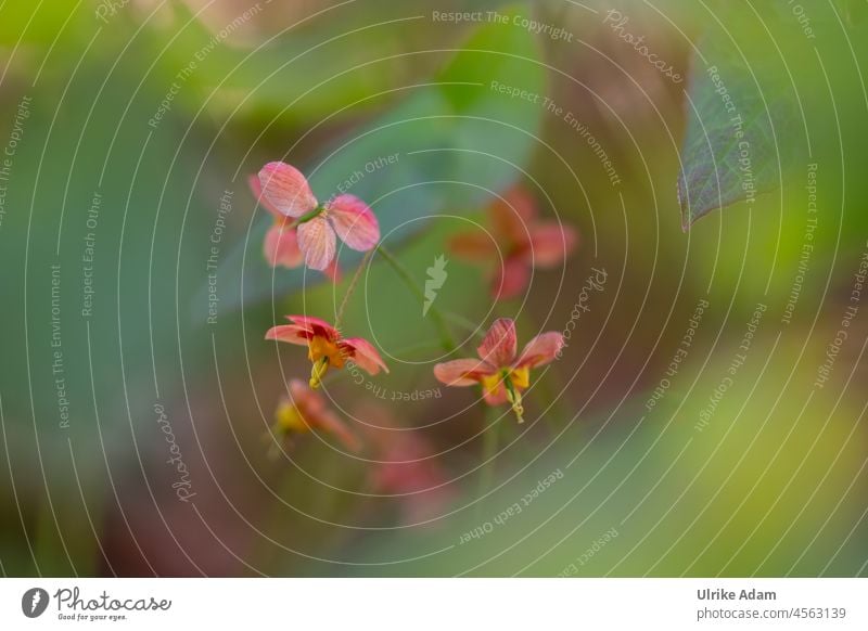Unterwegs im Elfen-Land 🤗 Elfenblume ( Epimedium warleyense ) Ellen Willmott Blumen Bodendecker Blüten Zart klein Filigran soft orange Sommer Blühend natürlich