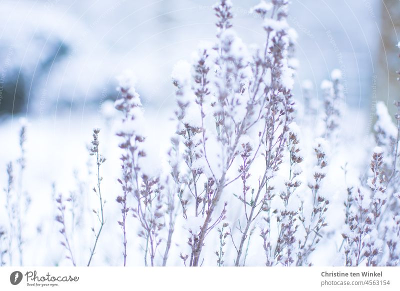 zarte verschneite Blütenstängel mit Schnee im Hintergrund Winter weiß kalt winterlich Winterstimmung Wintertag Schneedecke frostig schneebedeckt Blütenstauden