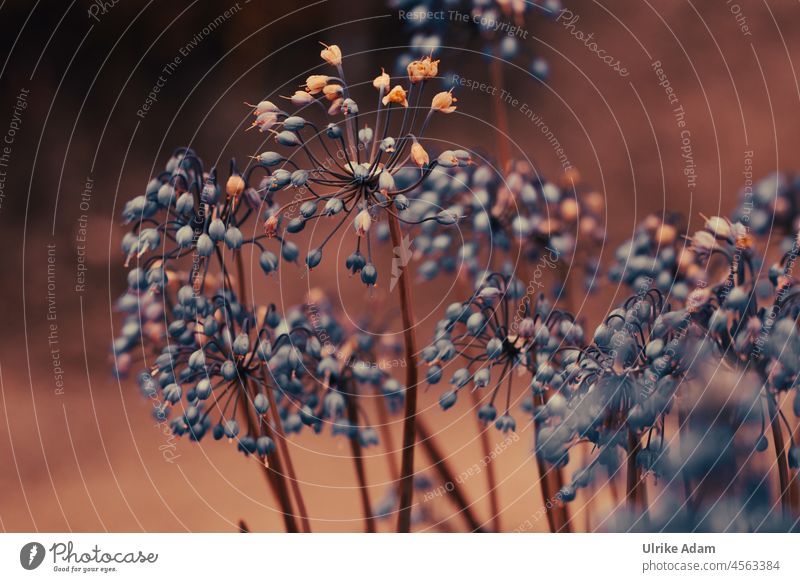 Blüten der Wilden Zwiebel (Allium Cernuum ) Hintergrund neutral Unschärfe Strukturen & Formen Makroaufnahme Detailaufnahme Nahaufnahme Außenaufnahme blau