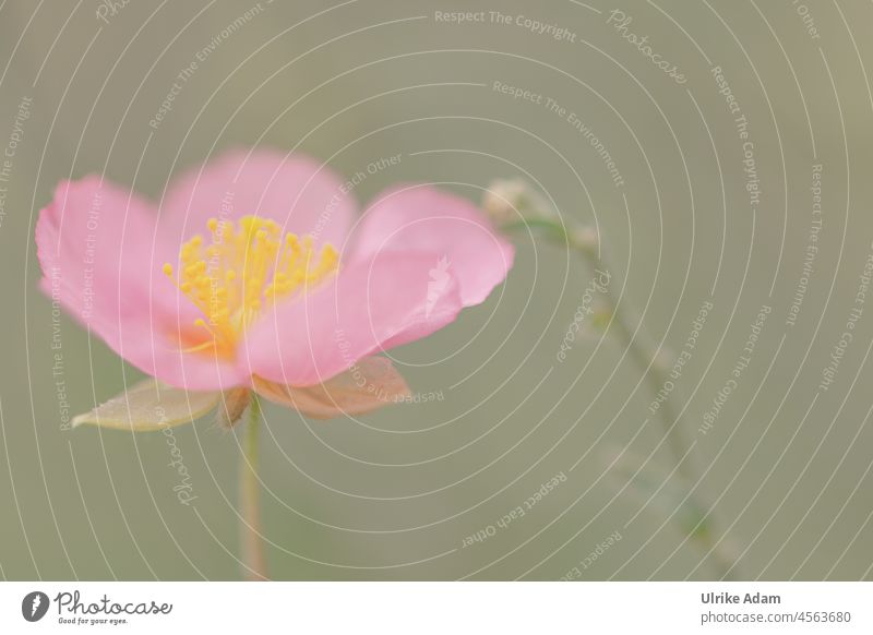 Rosa Blüte des Sonnenröschen ( Helianthemum ) rosa zart isoliert Blume Makroaufnahme Nahaufnahme Pflanze Frühling Blühend Sommer Garten Detailaufnahme Natur