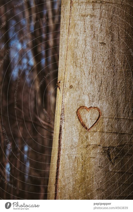 Herz in Baum geritzt herzförmig Liebe Romantik Verliebtheit Gefühle Liebesbekundung Liebeserklärung Liebesgruß herzlich Zusammensein Partnerschaft