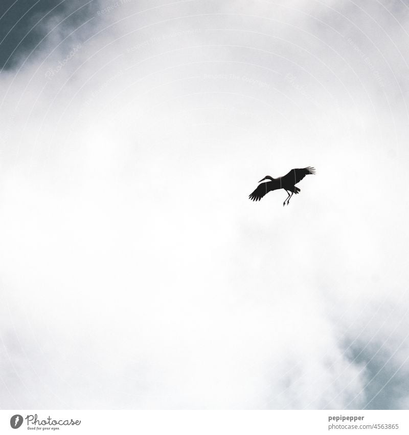 Storch im Anflug Tier Tierporträt Vogel Außenaufnahme Farbfoto Wildtier Vogelbeobachtung Vogelflug Flügel Freiheit fliegen Himmel Feder Flug fliegend Spannweite