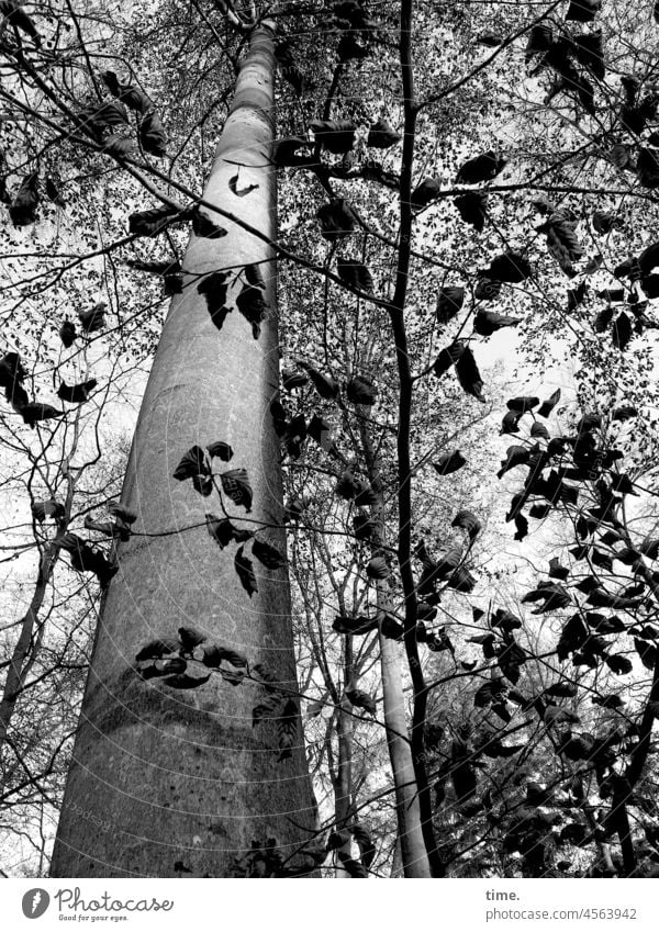 Waldkindergarten • Junge Buchen beim Schattenspiel mit einem alten Baum baum herbst buche blätter äste holz wald sonnig schatten hoch baumstamm