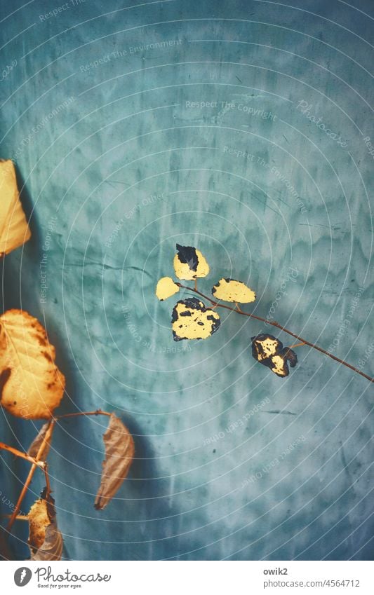 Zweigstelle herbstlich friedlich Herbstlaub Nahaufnahme Idylle Farbfoto Totale Außenaufnahme gelb orange blau leuchtend geheimnisvoll Detailaufnahme Laub