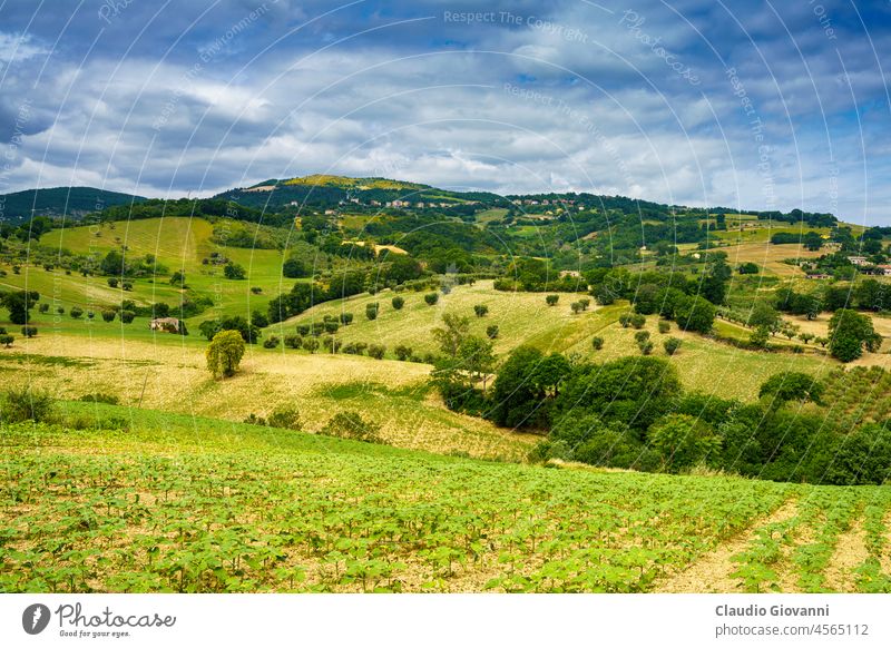 Ländliche Landschaft bei Cingoli und Appignano, Marken, Italien ancona Europa Marche Farbe Tag Feld grün Hügel Natur im Freien Fotografie Pflanze ländlich