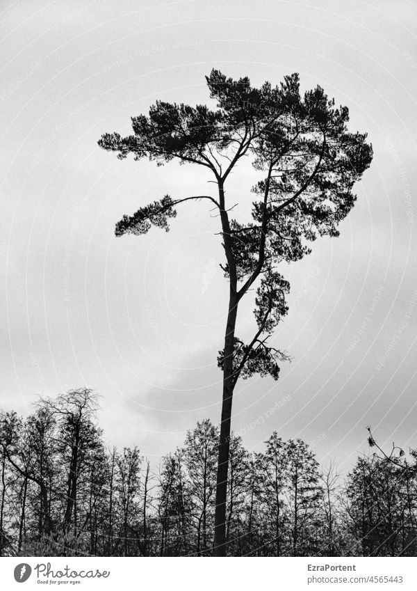 herausragend Baum Wald Kiefer Natur Umwelt natürlich Landschaft Holz Schwarzweißfoto schwarz grau Ast Außenaufnahme