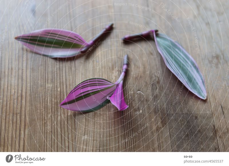 Drei abgeschnittene Ableger einer Pflanze mit rosa-grün gefärbten Blätter liegen auf dem Brett. Textfreiraum getrennt gestreift drei dreiteilig Zimmerpflanze