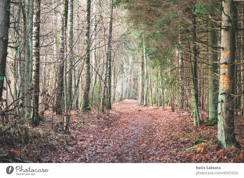 Gelbbraune Blätter bedecken Waldweg in Lettland Herbst Herbstwald Herbstlandschaft herbstlich Hintergrund schön Schönheit atemberaubend hell farbenfroh Tag