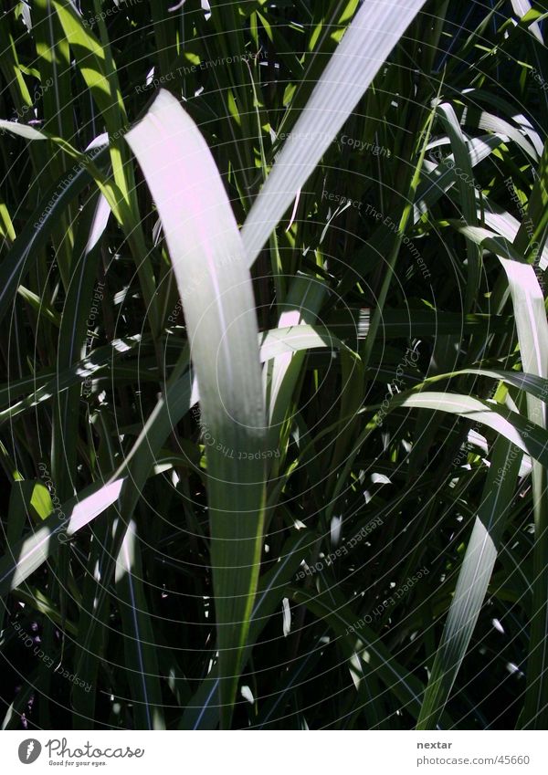 Schilf Schilfrohr Pflanze Blatt grün Sommer Natur