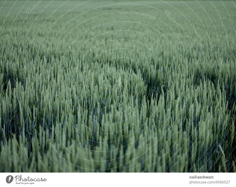 Kornfeld Weizen Weizenfeld Feld Getreide blau Landwirtschaft Lebensmittel Landschaft natürlich Pflanze Sommer organisch Ernte landwirtschaftlich Sommerzeit