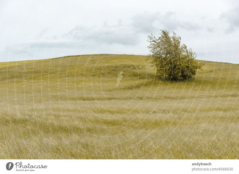 Einzelner Busch in einem Feld ganz in Gelb Ackerbau allein Atmosphäre schön Schönheit Buchse Sauberkeit Wolken Wolkenlandschaft wolkig Konzept Textfreiraum Land