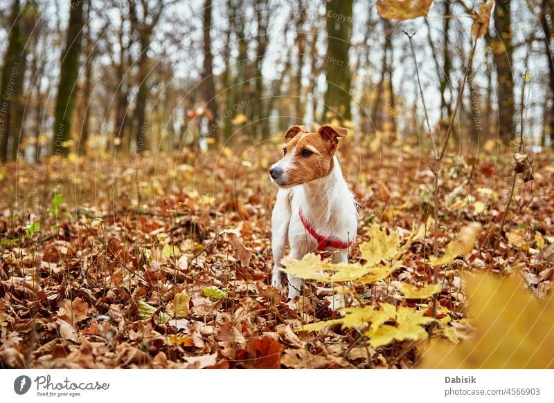 Hundespaziergang im Herbstpark Spaziergang Park Natur im Freien Haustier Blatt Saison Tier züchten Eckzahn heiter Begleiter tagsüber heimisch Freund