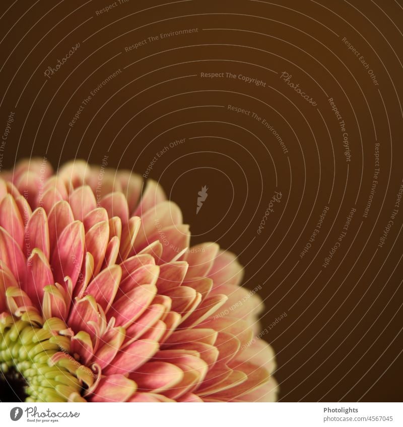 Teilansicht einer Chrysantheme mit viel Textfreiraum Chrysanthemen Blume Schnittblume Viertel Blüte Blütenblätter bunt Farbe rosa braun grün rot Natur Pflanze