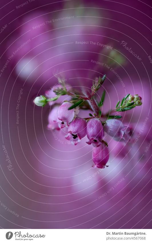 Blüten der Glockenheide, Erica gracilis, Heidekrautgewächse; in Mitteleuropa nicht winterhart Ericaceae Strauch Pflanze aus Südafrika rosa pink Kapheide