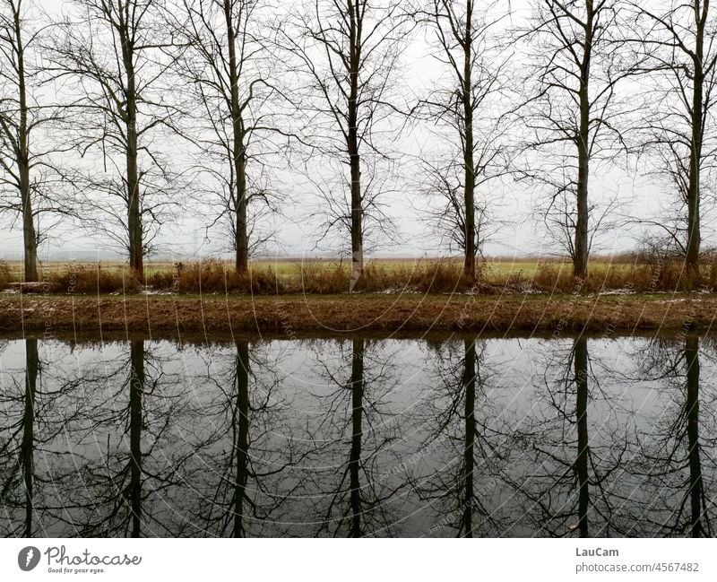 Baum oder nicht Baum? - Bäume spiegeln sich im Wasser Spiegelung Spiegelungen im Wasser Fluss Flussufer Wasseroberfläche Reflexion & Spiegelung Wasserspiegelung