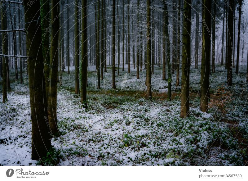Winterwald II Waldboden Stämme Birke dunst weiss Schnee kalt Raureif Frost Baum